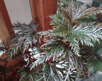 Begonia bipinnatifida, terrarium species from New Guniea, 2 inch potted plant