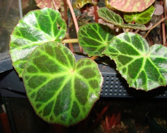 Begonia brooksii