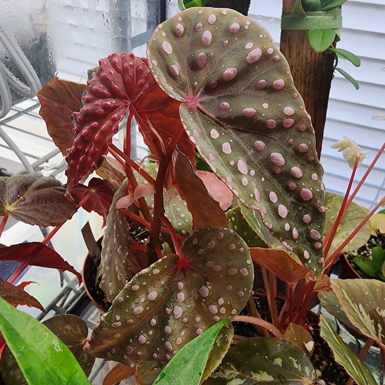 ShadyPlaces Begonia malachosticta