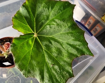 Begonia recinifolia 'Immense'.   Large leaf rhizomatous begonia, 4 Inch pot