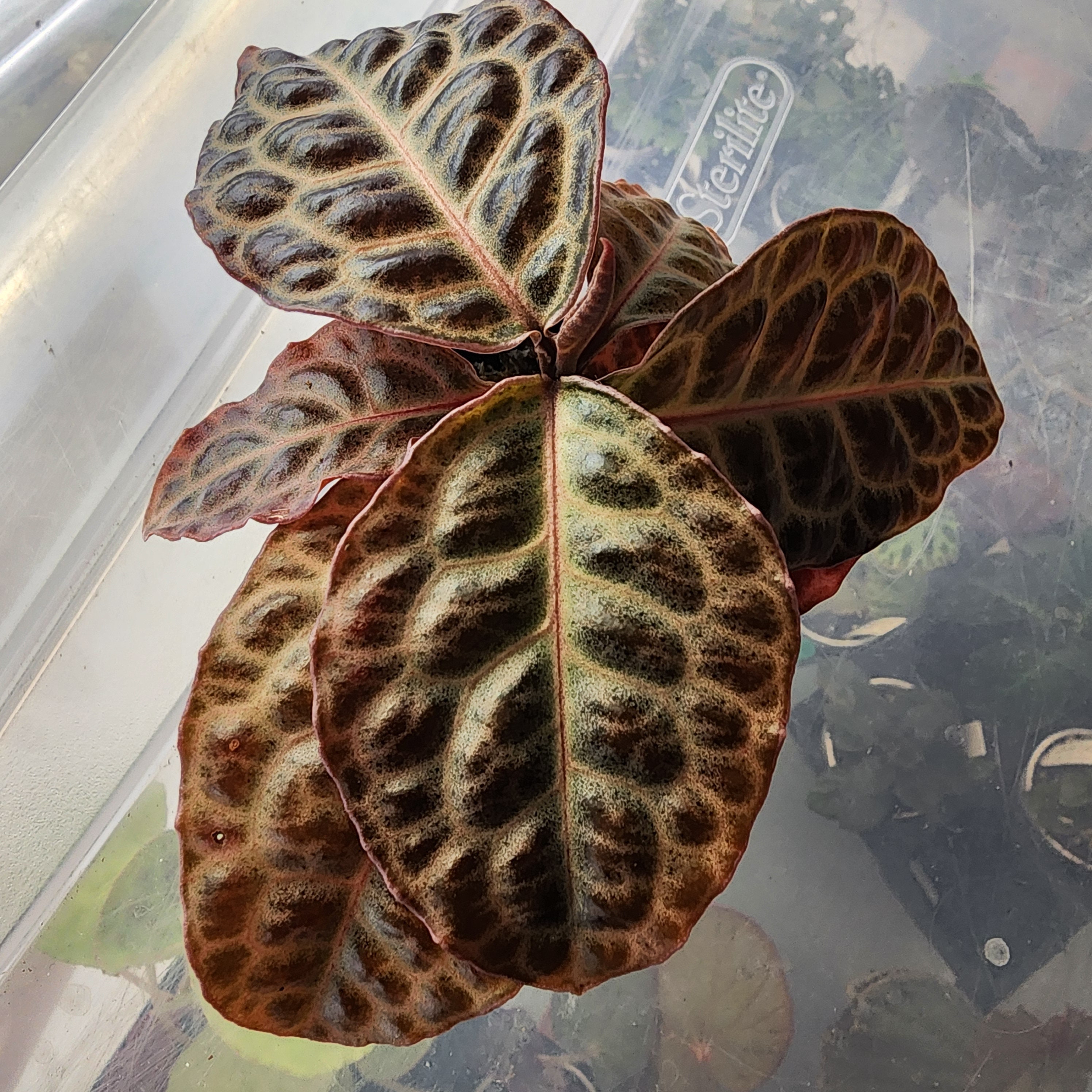 Labisia Sp. Turtle Back, From Southeast Asia, Terrarium Plant, 2