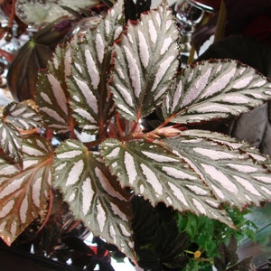 Begonia maynensis