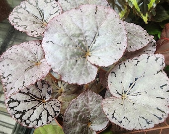 Begonia 'Chayo', hybrid for terrarium.  2 inch potted plant