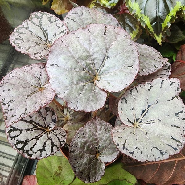Begonia 'Chayo', híbrida para terrario. Planta en maceta de 5 cm (2 pulgadas).