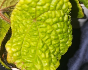 Begonia lacunosa, terrarium species from Cameroon, Africa.  2 inch potted plant