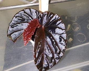 Begonia black blood, rare terrarium species from Borneo.  2 inch potted plant
