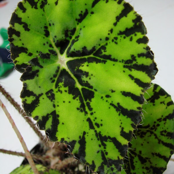 Begonia 'Persian Brocade', híbrida para terrario, maceta de 5 cm (2 pulgadas).