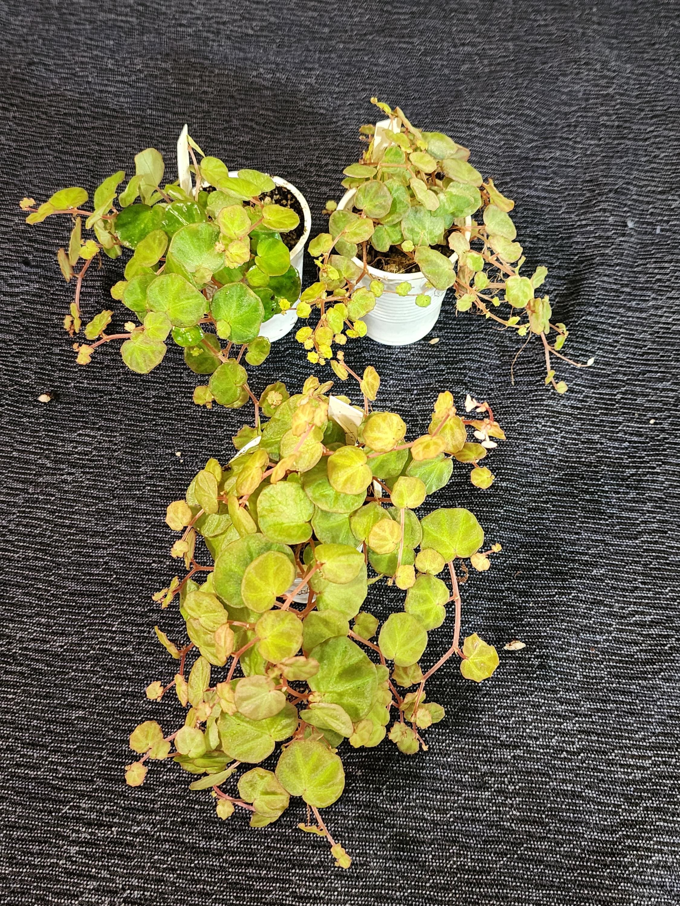 Begonia Lichenora, Mini Terrarium Species From Sarawak, Borneo, 2
