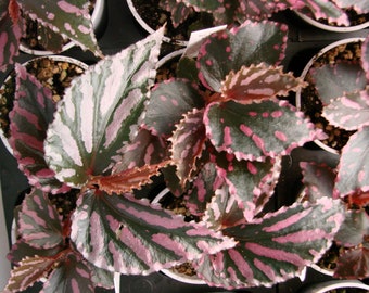 Begonia julau, terrarium species from Malaysia, 2 inch potted plant