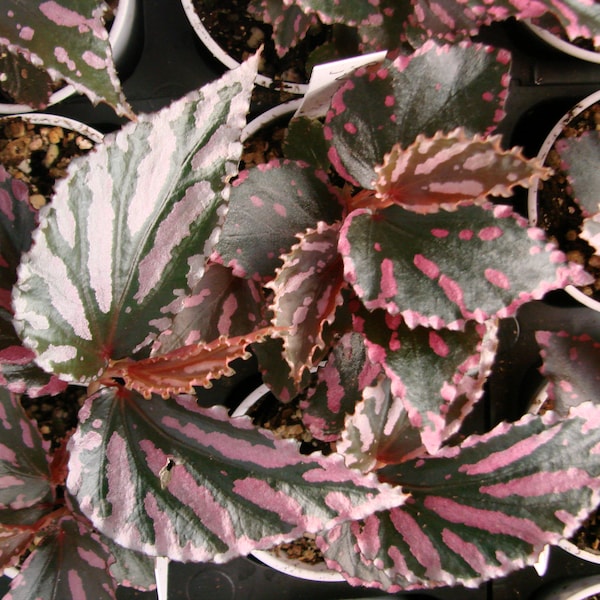 Begonia julau, especie de terrario de Malasia, planta en maceta de 5 cm.