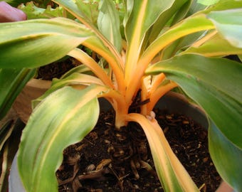 Chlorophytum orchidastrum, tropical plant from Tropical West Africa, 30+ seeds