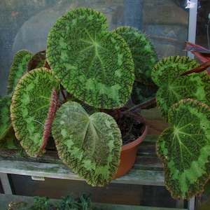 Begonia longiciliata 'sizemorea'