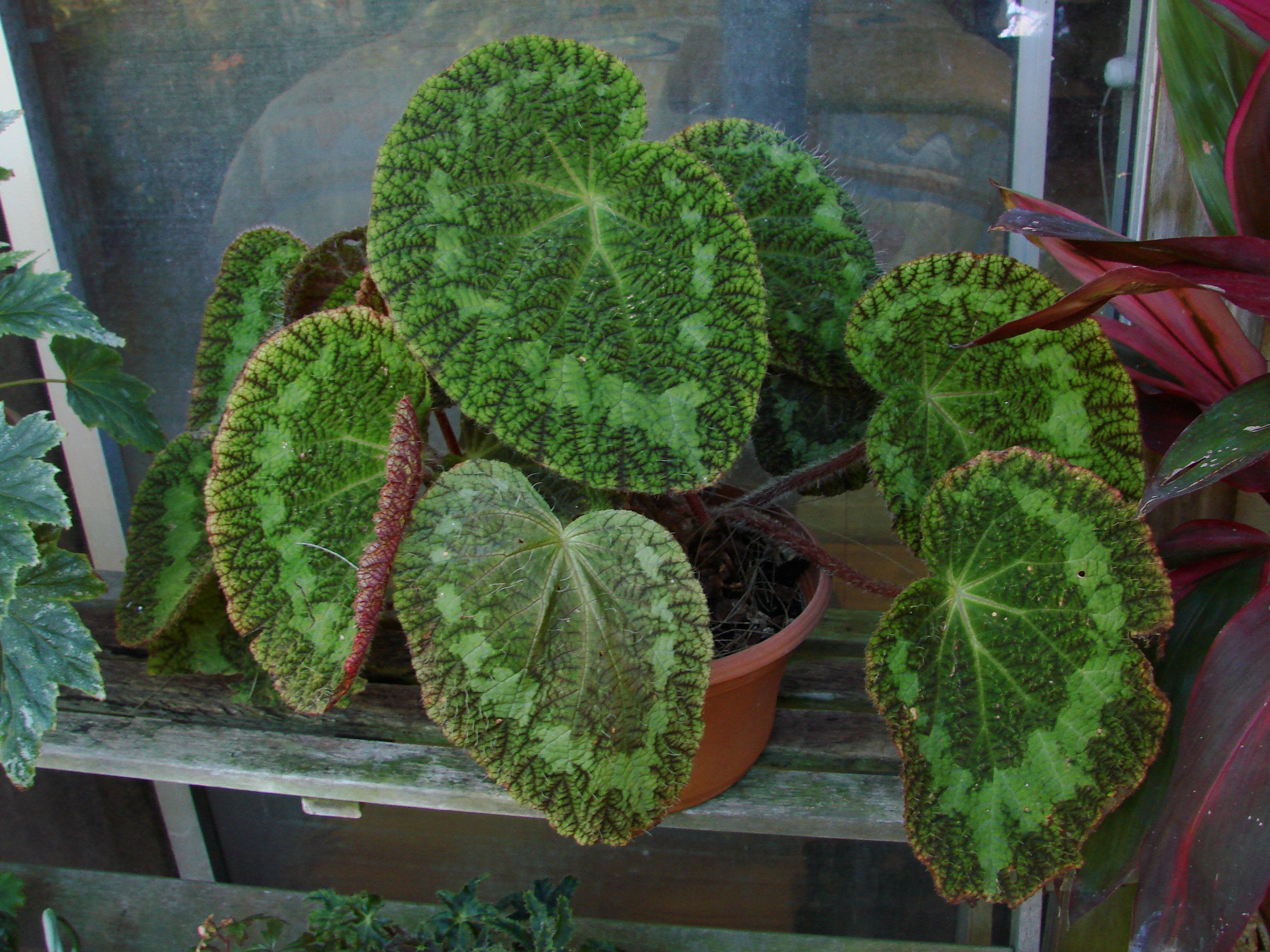 Begonia Longiciliata 'sizemorea', Terrarium Species From North