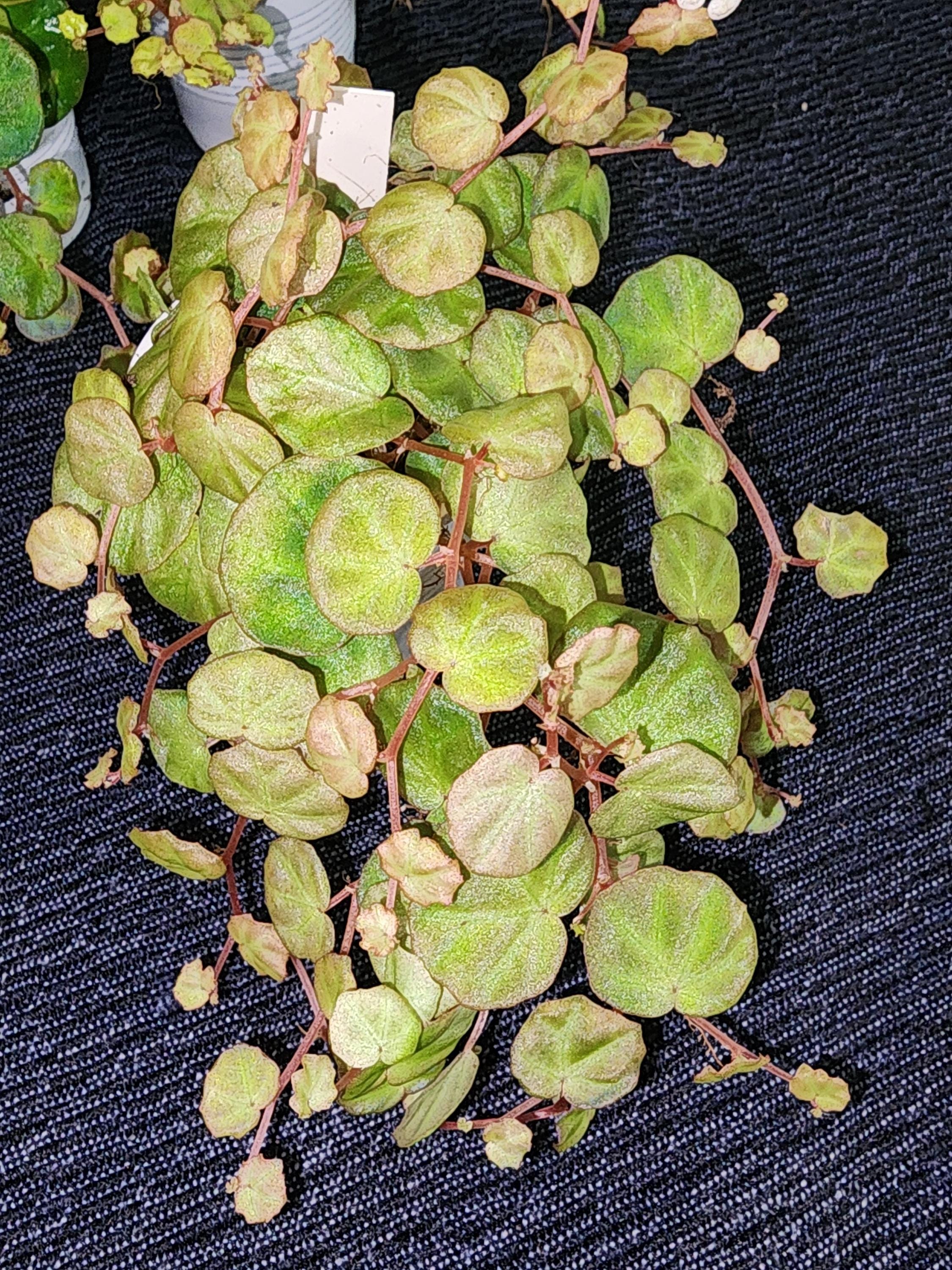 Begonia Lichenora, Mini Terrarium Species From Sarawak, Borneo, 2