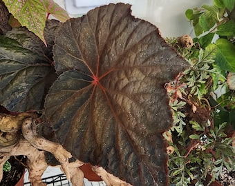 Begonia 'Taconite', iridescent terrarium hybrid. 2 inch potted plant