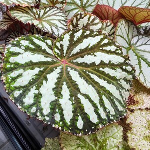 Begonia 'Freda' image 2