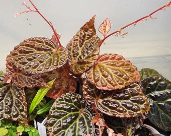 Begonia 'dracopelta x kapuashuluensis' hybrid for terrarium. 2 inch potted plant