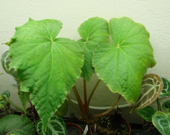 Begonia emeiensis, terrarium species from Mt. Emei, China, 2 inch potted plant
