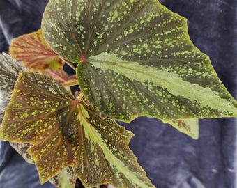 Begonia leathermaniae, Bolivian form, terrarium species from Bolivia, 2 inch, well rooted potted plant