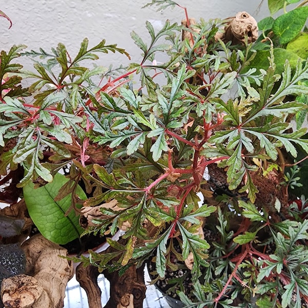 Begonia polilloensis, especie de terrario de Filipinas, planta en maceta de 2 pulgadas.