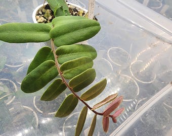 Marcgravia sintenisii ,  climbing shingling vine from South America, 2 inch potted plant