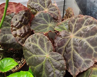 Begonia 'Mumtaz'