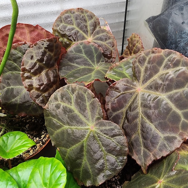 Begonia 'Mumtaz'