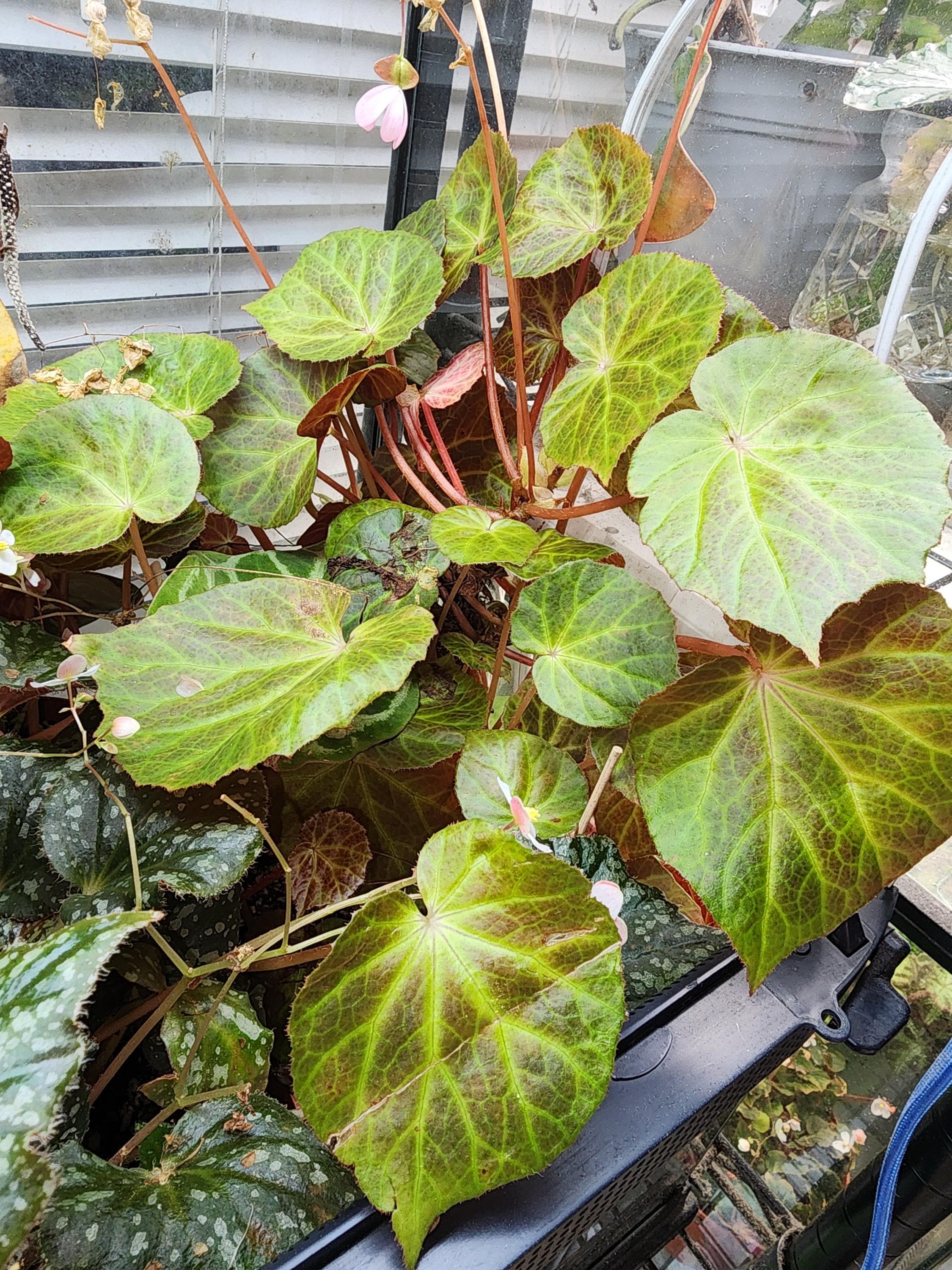 peculiarman Begonia 5点同梱発送 peculiarman Begonia 5点同梱発送