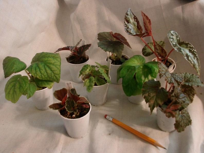 Begonia bipinnatifida image 2