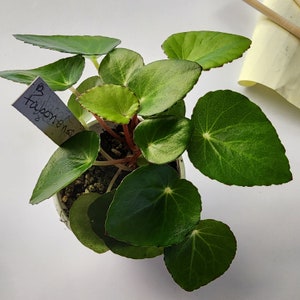 May include: A small green plant with large, heart-shaped leaves in a white pot. A label with the text "Begonia 'Fabbiena'" is attached to the pot.