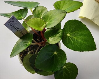 Begonia tabonensis,  Philippine species.