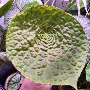 May include: A large, green, textured leaf with a prominent vein pattern. The leaf is held in a hand, showing its size and shape.