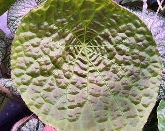 Begonia natunaensis, species from Indonesia, 2 inch pot