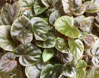 Begonia metachroa, terrarium hybrid species from South America, 2 inch potted plant
