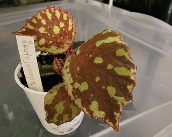 Begonia aketajawensis, terrarium species from Indonesia.  2 inch potted plant.