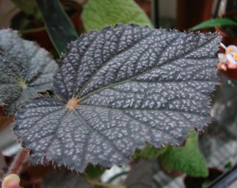 Begonia furano ?