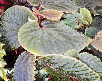 Begonia ruthiae, terrarium species from Borneo.  Iridescent.  2 inch potted plant.