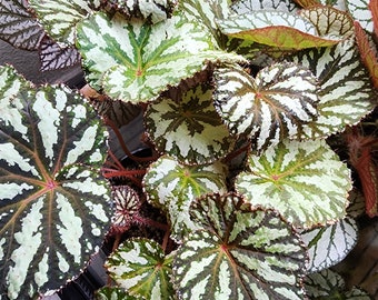 Begonia 'Freda', terrarium hybrid, 2 inch potted plant
