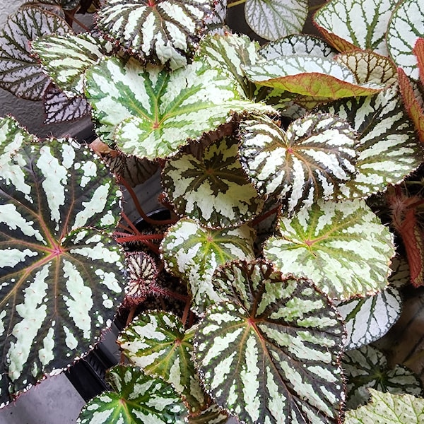 Begonia 'Freda', híbrido de terrario, planta en maceta de 5 cm