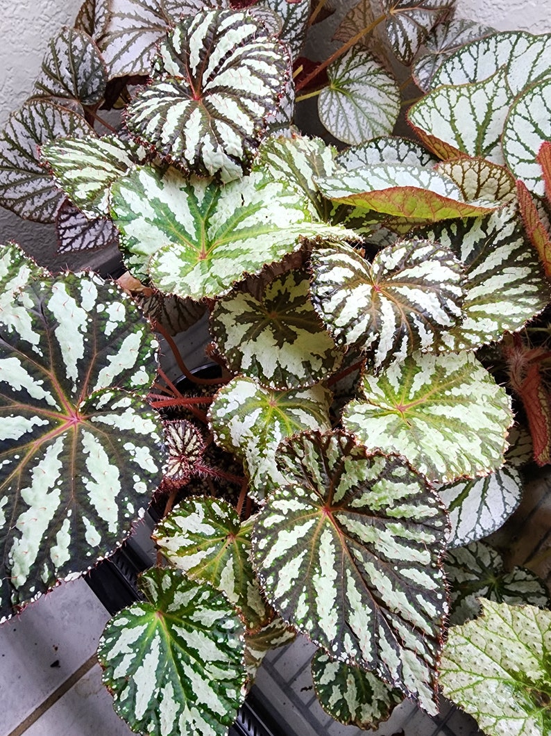 Begonia 'Freda' image 1