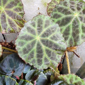 May include: Close-up of a green and black begonia plant with large, round leaves. The leaves have a distinct pattern of veins and a slightly textured surface.