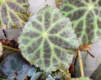 Begonia geogeoensis, terrarium species from Sumatra. 2 inch potted plant
