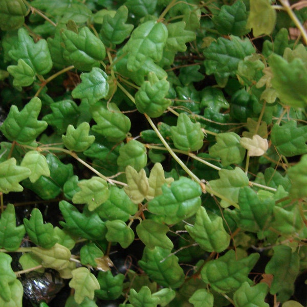 Ficus thunbergii (string of frogs, miniature oak leaf)