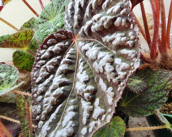 Begonia 'Betsy'