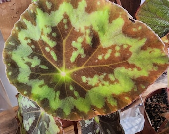 Begonia rigidifolia ssp. sonhungii, terrarium species from Vietnam, 2 inch potted plant