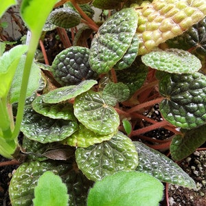 Begonia bullatifolia