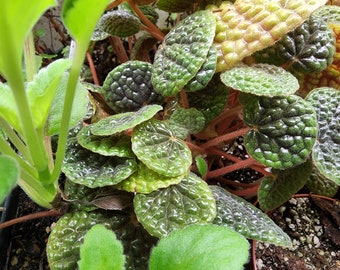 Begonia bullatifolia, terrarium species from Brazil. 2 inch potted plant