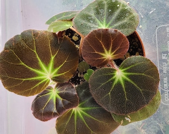 Begonia subacida, terrarium species from Brazil. 2 inch potted plant