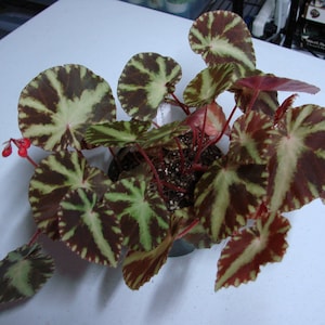 Begonia cleopatrae, terrarium species from the Philippines.  2 inch potted plant