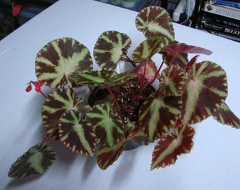 Begonia cleopatrae, terrarium species from the Philippines.  2 inch potted plant